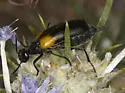 Eupompha elegans - photo 4