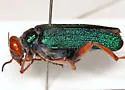 Eupompha fissiceps - photo 3