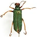 Eupompha fissiceps - photo 4