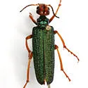 Eupompha fissiceps - photo 5