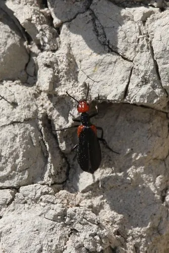 Eupompha histrionica