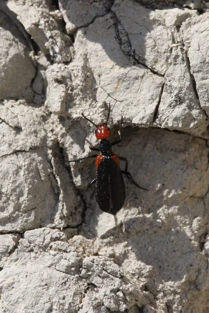 Eupompha histrionica - photo 2
