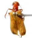 Eupompha imperialis