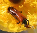 Eupompha schwarzi