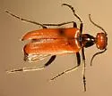 Eupompha schwarzi - photo 3