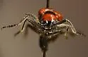 Eupompha schwarzi - photo 5