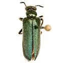 Eupompha viridis