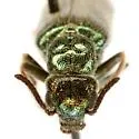 Eupompha viridis - photo 3