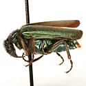 Eupompha viridis - photo 4