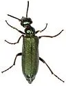 Eupompha viridis - photo 5