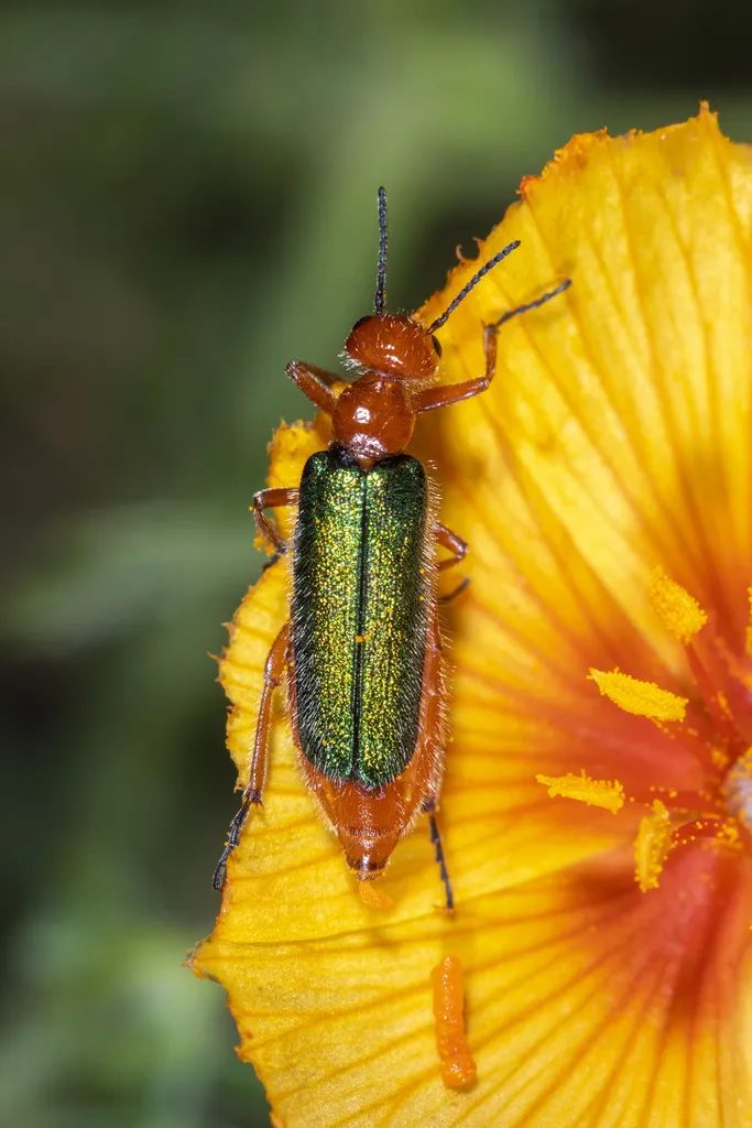 Eupompha wenzeli - photo 2