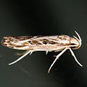 Eupragia hospita - Hodges#0953 - Eupragia hospita