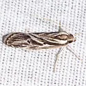Eupragia hospita - Hodges#0953 - photo 2