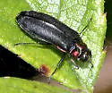 Alder Gall Buprestid - Eupristocerus cogitans
