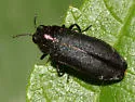 Alder Gall Buprestid - photo 2