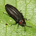 Alder Gall Buprestid - photo 3