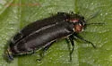 Alder Gall Buprestid - photo 4