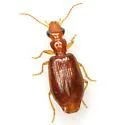 Euproctinus abjectus - photo 2