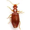 Euproctinus abjectus - photo 3