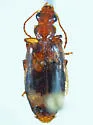 Euproctinus balli