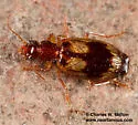 Euproctinus balli - photo 2
