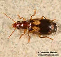 Euproctinus balli - photo 3