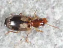 Euproctinus balli - photo 4