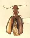 Euproctinus trivittatus