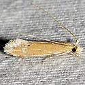 Euprora argentiliniella - Hodges#0461