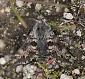 Euterpe Sphinx - Hodges#7881