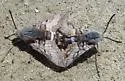 Phaeton Primrose Sphinx - Hodges#7880