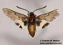 Phaeton Primrose Sphinx - Hodges#7880 - photo 5