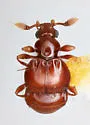Eupsenius dilatatus