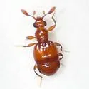 Eupsenius glaber
