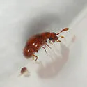 Eupsenius glaber - photo 4