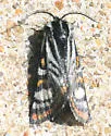 Eupseudomorpha brillians - Hodges#9311