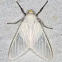Snowy Eupseudosoma Moth - Hodges#8257