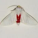 Snowy Eupseudosoma Moth - Hodges#8257 - photo 2