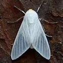 Snowy Eupseudosoma Moth - Hodges#8257 - photo 3