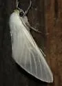 Snowy Eupseudosoma Moth - Hodges#8257 - photo 4
