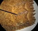 Franclemont's Sallow - Hodges#9934 - photo 2
