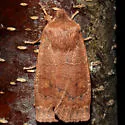 Franclemont's Sallow - Hodges#9934 - photo 4