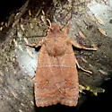 Franclemont's Sallow - Hodges#9934 - photo 5