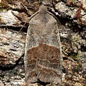 Lost Sallow - Hodges#9939