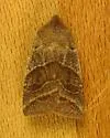 Lost Sallow - Hodges#9939 - photo 3