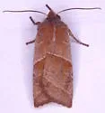 Eupsilia fringata - Hodges#9938