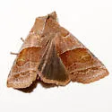 Eupsilia fringata - Hodges#9938 - photo 4