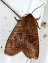 Morrison's Sallow - Hodges#9936