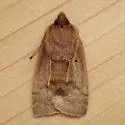 Morrison's Sallow - Hodges#9936 - photo 2