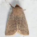 Morrison's Sallow - Hodges#9936 - photo 3